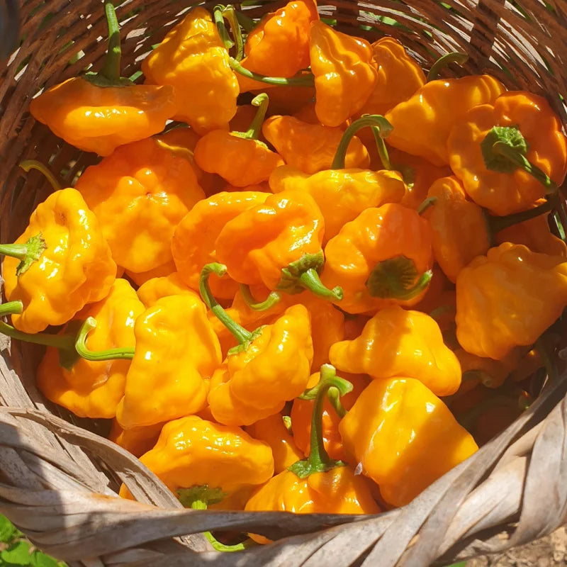 3 Jamaican Yellow Scotch Bonnet Hot Pepper Plants - Vegetable Plant - 75+ DAY OLD SUPER HOT PEPPER PLANTS
