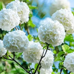 Viburnum Tree Live Plant - 6-12 Inch Shrub with Fragrant Flowers
