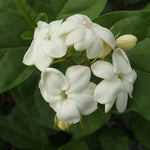 Jasmine Plants Indoor Live - 3 Maid of Orleans Blooming Jasmine Plants 4-6 Inch Tall