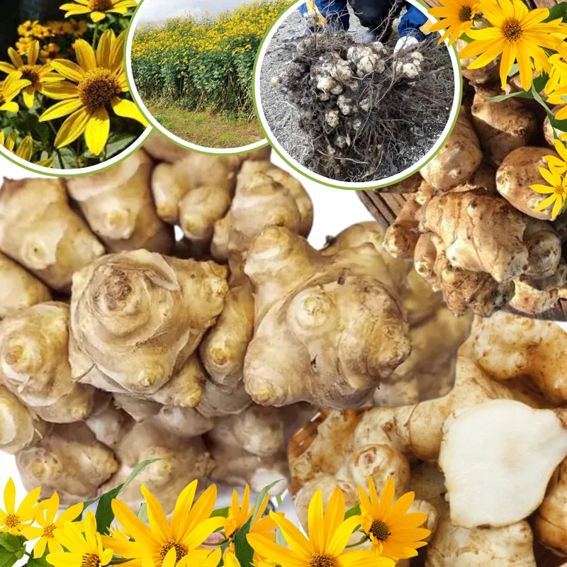 9 Pcs Jerusalem Artichoke Tubers Live Roots for Planting Sunchokes Sunroots