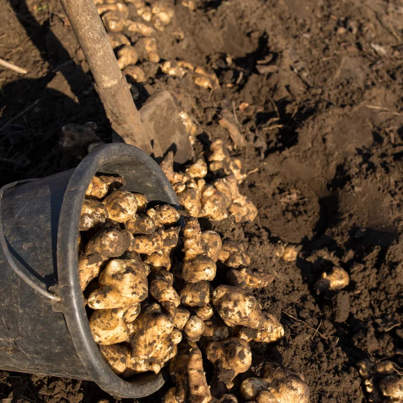3Pcs Jerusalem Artichokes For Planting, Jerusalem Artichokes Tubers, 2-5" Inches, Sunchoke Sunroot Artichokes Roots