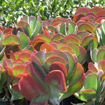 Kalanchoe Luciae Plant, Flapjack Succulent, 2 Inch Pot, Home Decor