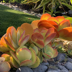 Kalanchoe Luciae Plant, Flapjack Succulent, 2 Inch Pot, Home Decor