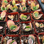 Kalanchoe Mother of Thousands Succulent Live Plant in Pot