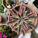 Kalanchoe Pink Butterfly Plant - Rare Variegated Succulent - 2 Inch Live Plant