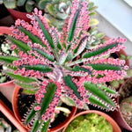 Kalanchoe Pink Butterfly Succulent - Rare Variegated Live Plant in Pot