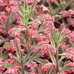 Kalanchoe Pink Butterfly Plant Variegated Succulent Live Houseplant In Pot