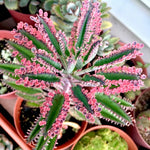 Kalanchoe Pink Butterfly Variegated Succulent 2 Inch Pot Rare Colorful Foliage