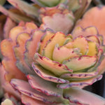Kalanchoe Stained Glass Plant Live 4 Inch Pot Variegated Succulent Well Rooted
