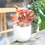 Kalanchoe Plant Live - Stained Glass, Pink, Rare Variegated Succulent - 2 Inch Pot Décor Houseplant