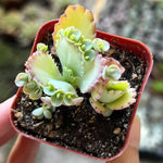 Kalanchoe Succulent Live Plant - Mother of Thousands Easy Care Potted