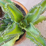 Kalanchoe Mother of Thousands Succulent Live Plant in Pot
