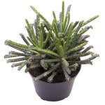 Kalanchoe tubiflora Plant Live - Mother of Millions - 2 Inch Pot - Home Decor