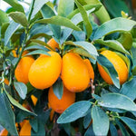 Kumquat Tree Live Plant - Nagami Variety - 4 Inch Pot - Easy Grow