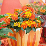 Pack of 4 Lantana Plants Live - 4-9 Inch Tall Perennial Lantana Flowers for Planting - Choose Varieties
