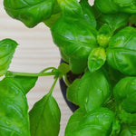 Large Leaf Basil Plants - 4 Sweet Basil Plants - 3in Potted Live Starter Plants