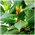 Laurus Nobilis Live Bay Leaf Tree - 3-4 Ft Sweet Bay Leaf Plant