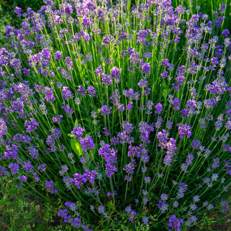 3 Ellagance Purple Lavender Plants - Live Flower Plant 2-4 Inch Fragrant Shrub Garden Decor