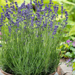 3 Ellagance Purple Lavender Plants - Live Flower Plant 2-4 Inch Fragrant Shrub Garden Decor