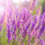 3 Ellagance Purple Lavender Plants - Live Flower Plant 2-4 Inch Fragrant Shrub Garden Decor