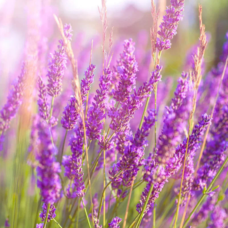 3 Ellagance Purple Lavender Plants - Live Flower Plant 2-4 Inch Fragrant Shrub Garden Decor