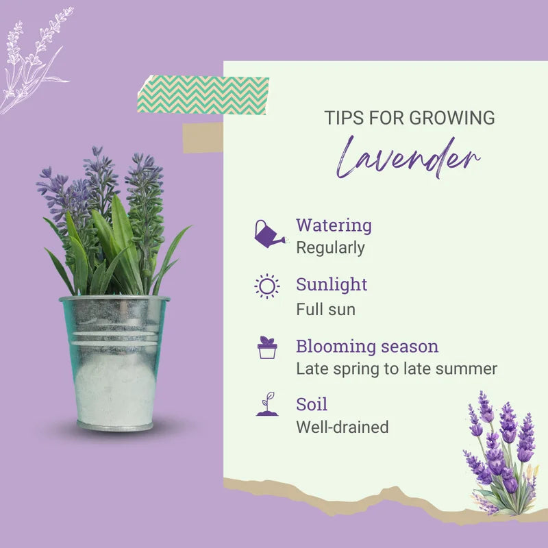 3 Ellagance Purple Lavender Plants - Live Flower Plant 2-4 Inch Fragrant Shrub Garden Decor