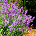 Phenomenal Lavender Plants Live Fragrant Starter Bushes 2.25 Inch Pot