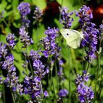 Phenomenal Lavender Plants Live Fragrant Starter Bushes 2.25 Inch Pot