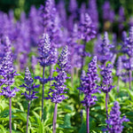 Phenomenal Lavender Plants Live Fragrant Starter Bushes 2.25 Inch Pot