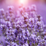 Phenomenal Lavender Plants Live Fragrant Starter Bushes 2.25 Inch Pot