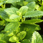 Lemon Balm Plant Set - 3 Live Herb Plants for Outdoor Garden