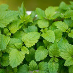 Lemon Balm Plant Set of 3 Live Herb Plants for Outdoor Garden Growing