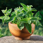 Set 2 Lemon Balm Plants Live Herb Starter Plants Garden 4-6 Inches