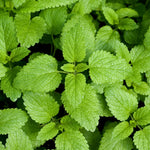 Set of 3 Lemon Balm Plants Live, Mint Herb Seedlings 4-6 inch Starter Plants