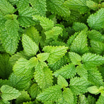 Set of 3 Lemon Balm Plants Live, Mint Herb Seedlings 4-6 inch Starter Plants