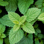 Set of 3 Lemon Balm Plants Live, Mint Herb Seedlings 4-6 inch Starter Plants