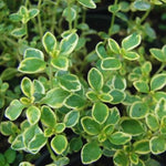 Lemon Thyme Plants - 4 Live Thyme Plants - 3-5 Inches - Variegated - Easy to Plant