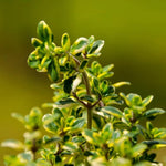 Lemon Thyme Plants - 4 Live Thyme Plants - 3-5 Inches - Variegated - Easy to Plant
