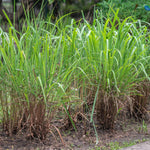 Lemongrass Plant Stalks - 20 Rooted Stalks Ready to Plant - Live Herb Garden