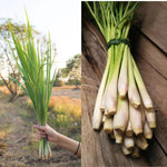 Lemongrass Plant Stalks - 20 Rooted Stalks Ready to Plant - Live Herb Garden