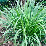 Lemongrass Plant: 30 Rooted Stalks Ready to Plant - Herb Garden