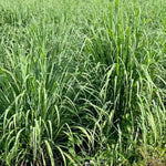 Lemongrass Plant - 24 Rooted Stalks - Live Lemon Grass Herb for Outdoor Gardens