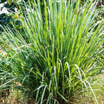 Lemongrass Plant - 24 Rooted Stalks - Live Lemon Grass Herb for Outdoor Gardens