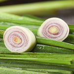 Lemongrass Plant: 8 Live Rooted Stalks - Grow Your Own Herbs