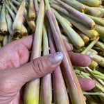 Lemongrass Plant - 12 Rooted Stalks - Live Lemon Grass for Outdoor Garden