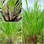Lemon Grass Plant Live - Culinary Herb Starter Plant - 4-8 Inches