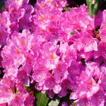 Pack of 2 Adenium Desert Rose Plants - Live Seedlings 4-7" Tall Flowering Succulent Bush
