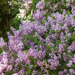 Lilac Bushes Live Plant - Purple Lilac Plant - 6-10'' Tall Well Rooted Shrub