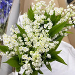 Lily of The Valley Bareroot Flower Plant - 10 Bulbs - Indoor Outdoor Growing