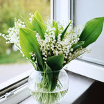 Lily of The Valley Bulbs - 10 Perennial Flower Bulbs - White Blooms - Shade Gardens